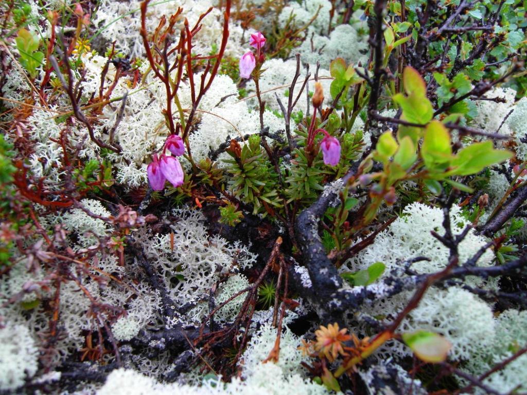 Lokken Fjellgard Villa Folldal Esterno foto