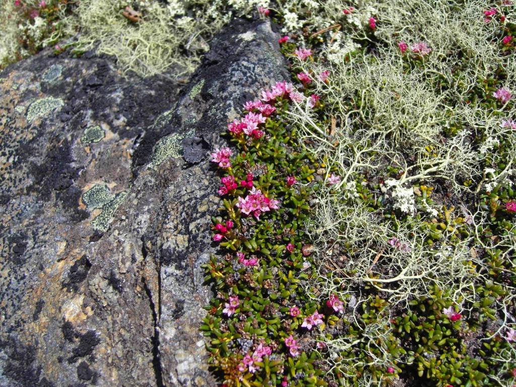 Lokken Fjellgard Villa Folldal Esterno foto