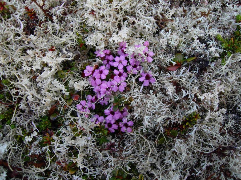 Lokken Fjellgard Villa Folldal Esterno foto